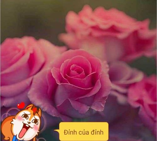 Hà Nguyễn – 
Mình tìm người bạn đời …..